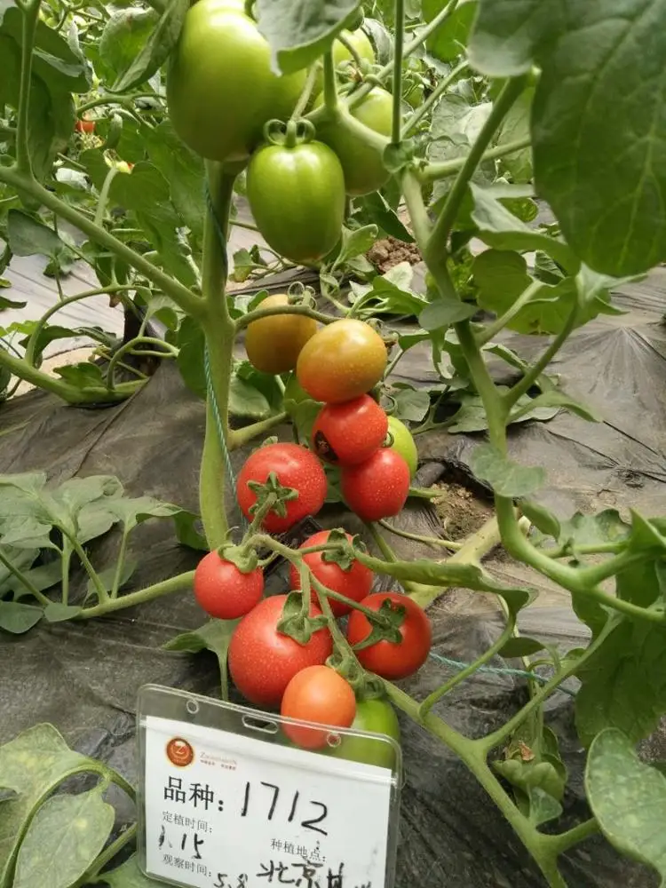 H710 Hybrid Indeterminate marmande tomato seeds