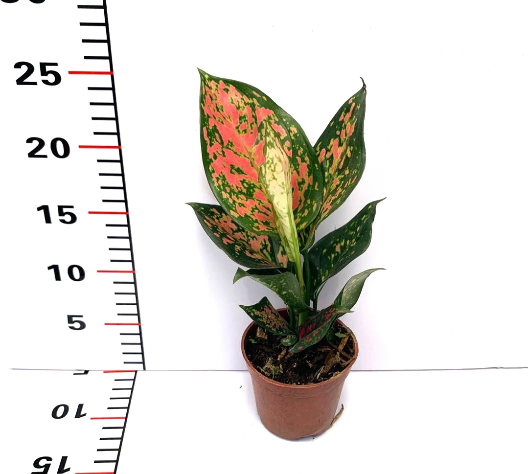 Лидер продаж высокое качество горшок для растений aglaonema