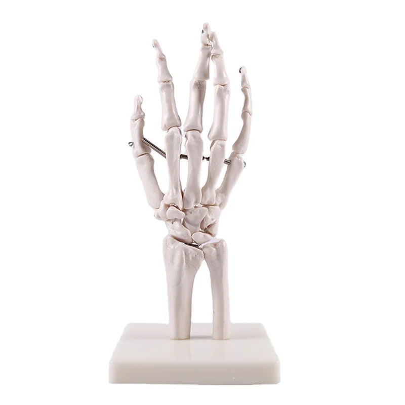 A1029 Life-size Hand Joint Skeleton Model Hands Cheap Plastic Skeletons