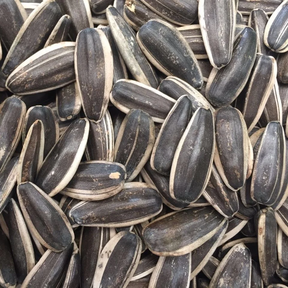 sunflower seeds with factory price white stripe sunflower seeds