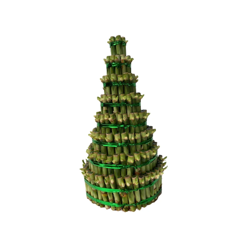 
Varieties shape Dracaena sanderiana Sander lucky bamboo for sale 