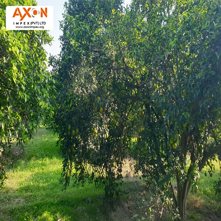 
Pakistani Mandarin, Special Offer for Russian Buyers Temple Orange Tangerine Nanfeng Oranges Honey Oranges Mandarin Orange 