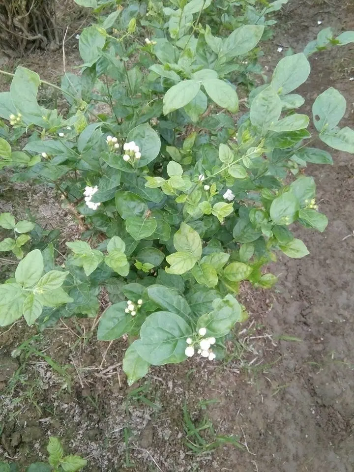 2023 Hot selling FRESH JASMINE FLOWER Whole Buds With Steam Natural White Color For Extraction/Herbal Tea Wholesale for Export