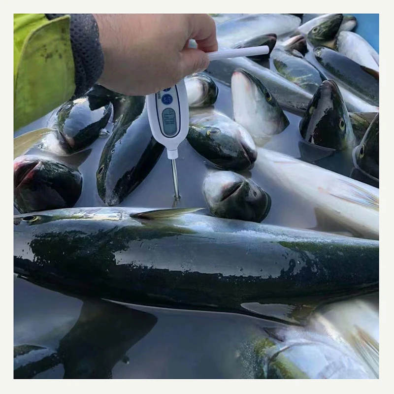 buy fresh fish whole round frozen yellow tail for process canned frozen Japan origin Amberjack seriola quinqueradiata