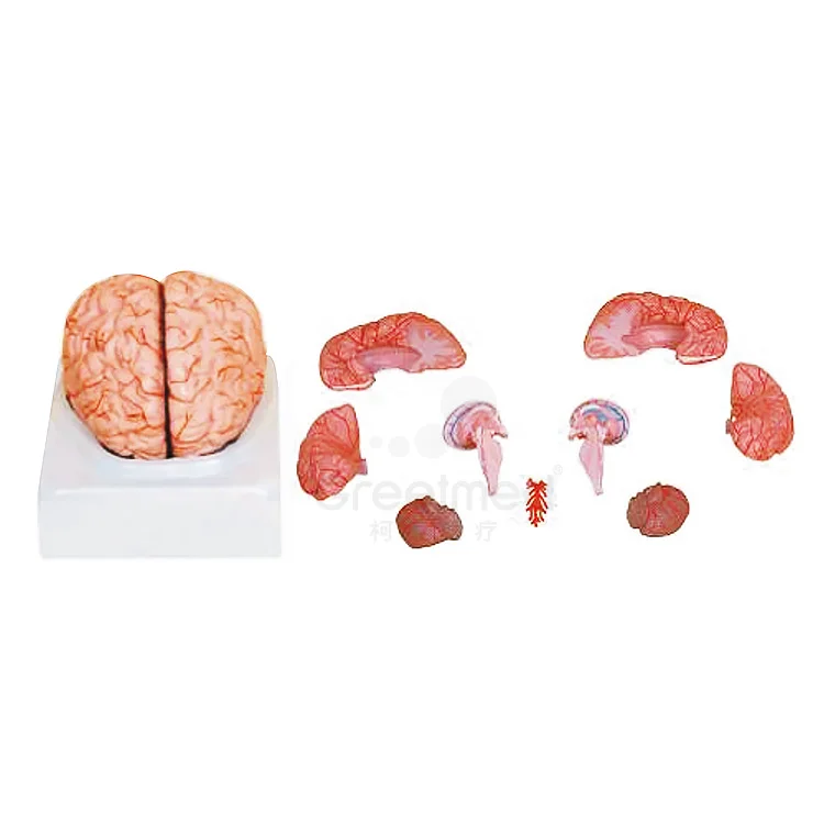 Medical science anatomy 9parts puzzle plastic anatomical 3d human brain model