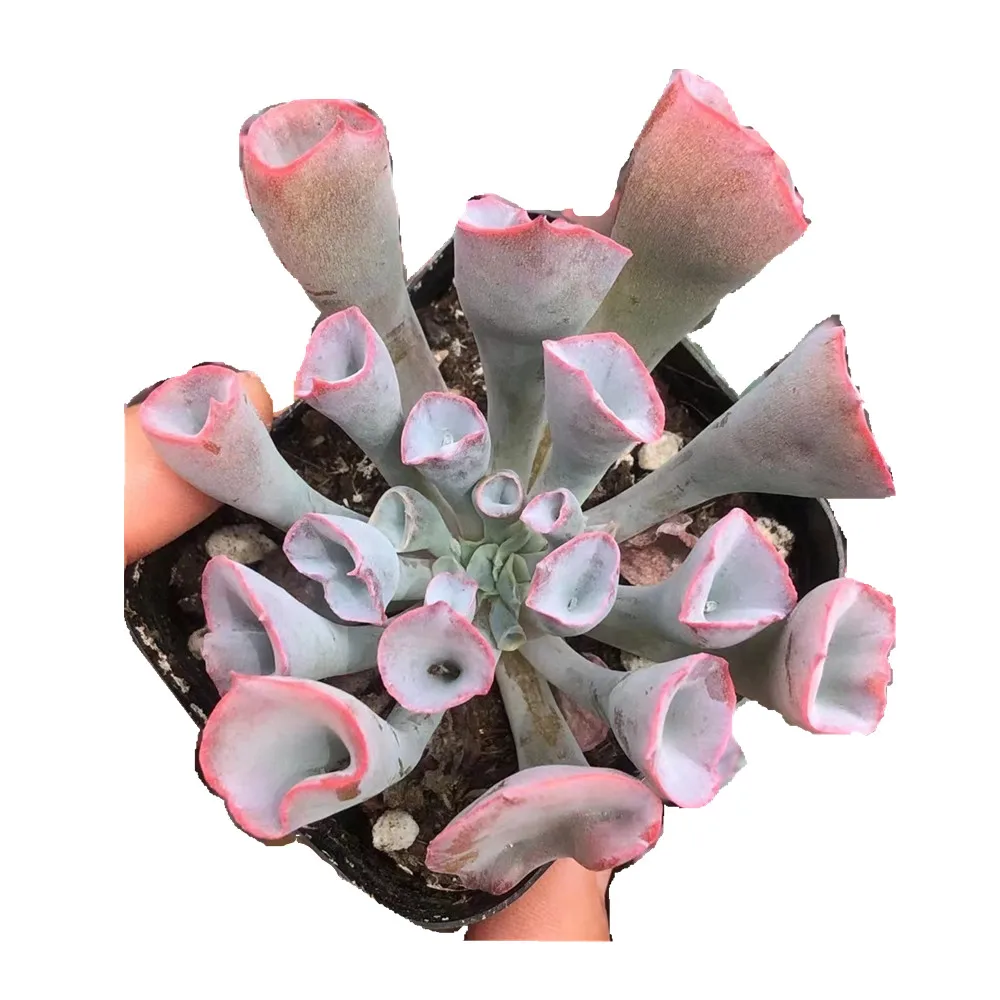 
JH 023 Echeveria Trumpet Pinky Succulents Woody Plants indoor plant ornamental plants Flower bonsai 