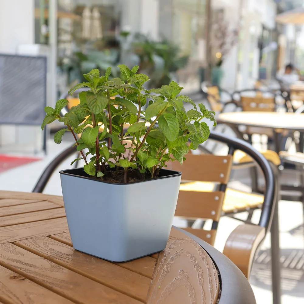 Decorative Garden Cheap Plastic Pots For Home and Garden