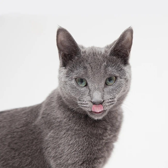 OEM ODM China pet food and snack supply wholesale factory manufacturer easy to digest Grain free dry kitten cat food (ice fresh)