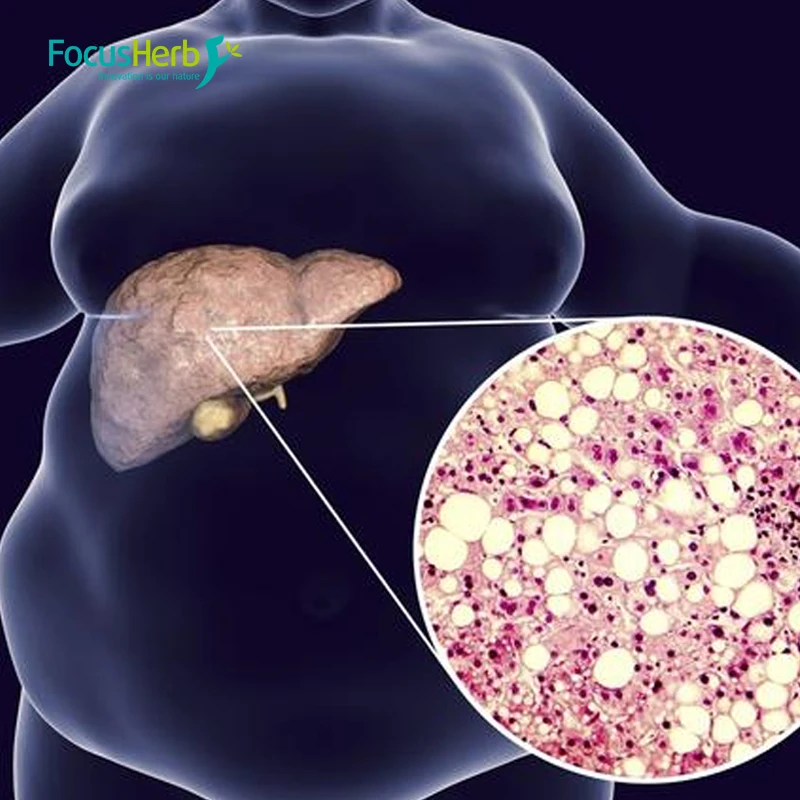 
FocusHerb Astragalus Root Extract Powder Astragaloside IV 