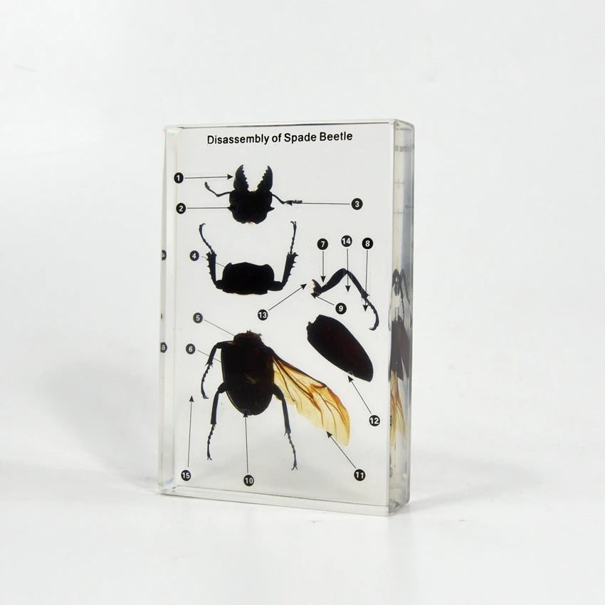 Real Dried Insect Specimen Resin Disassembly of Spade Beetle Book Paperweight for Teaching in Class