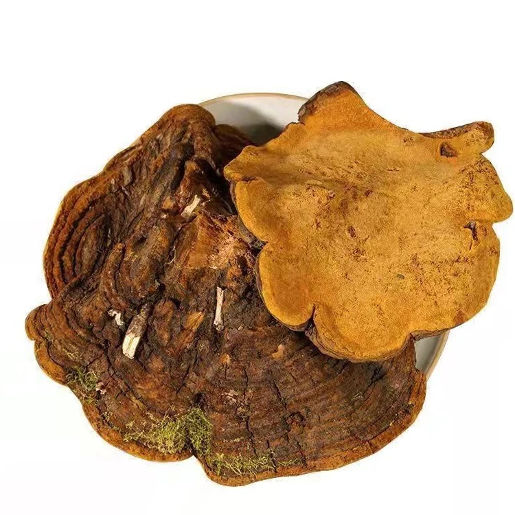Sang Huang Bulk Dried Phellinus Linteus and Phellinus Igniarius Wild Mushrooms Single Spices & Herbs