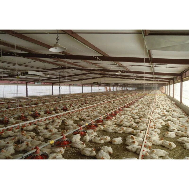 Portal framing light weight steel fabricator steel poultry house steel structure chicken egg layer building