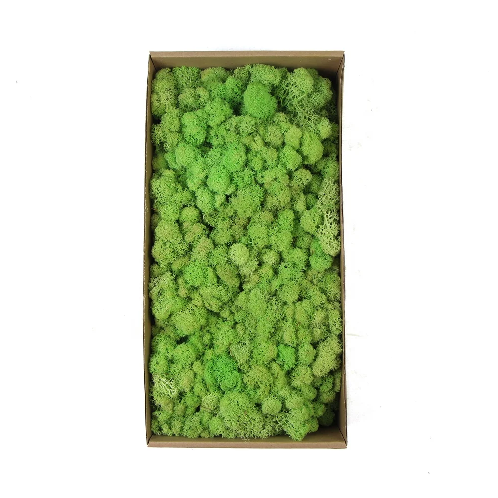 Wholesale stabilized colourful preserved fern moss for interior decoration