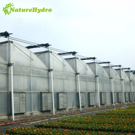 Agricultural Green House Multi-span Polycarbonate Greenhouse with Hydroponic Planting System for Tomato