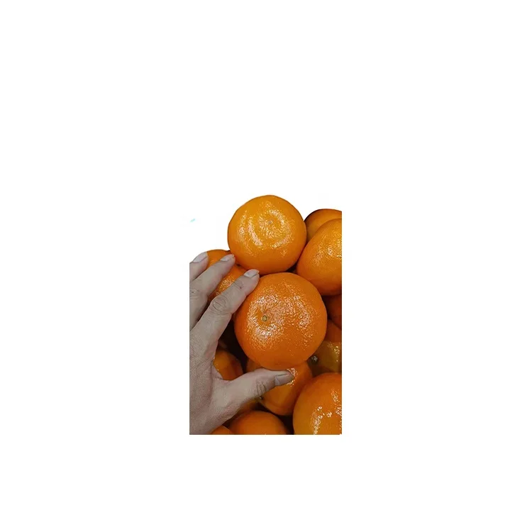 
Factory Direct Premium Sweet Tangerine Fresh Citrus Fruit Navel Orange 