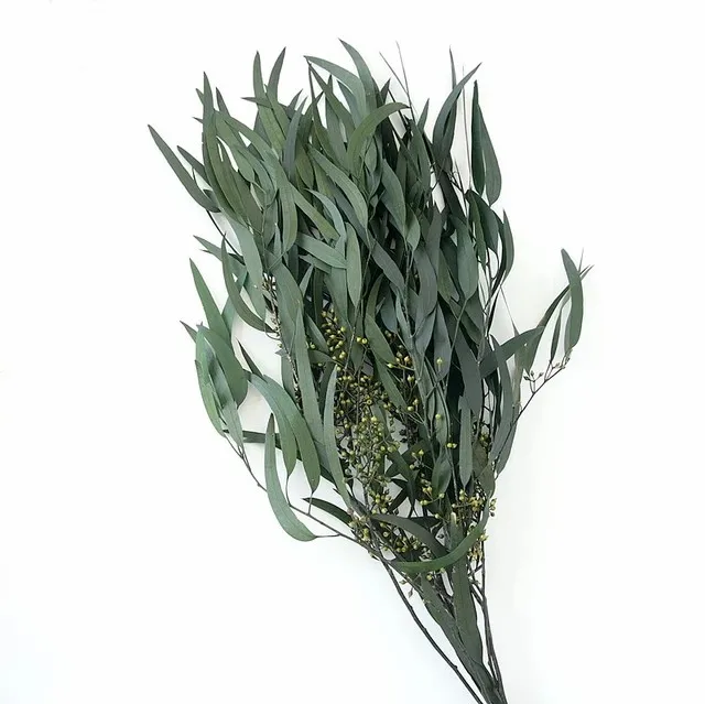 Factory supply Wholesale preserved eucalyptus seeded willow eucalyptus real touch dried eucalyptus