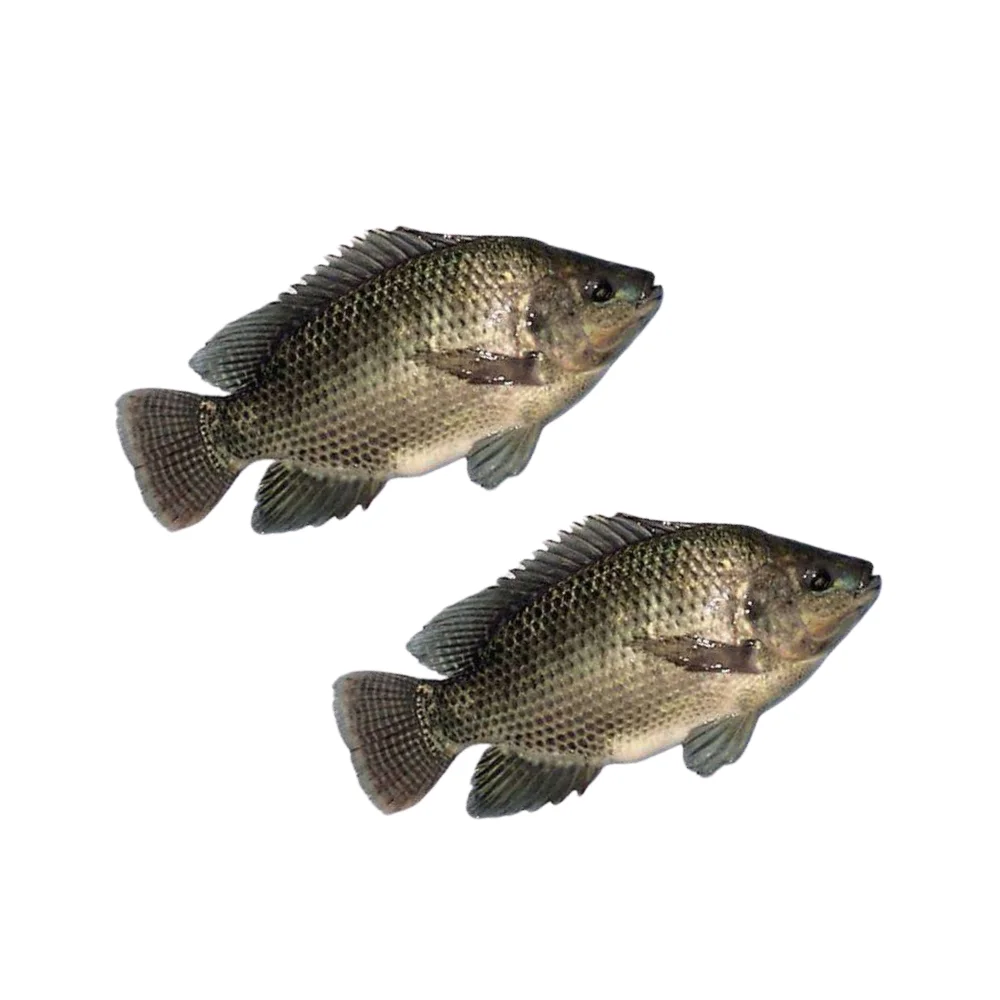 High Quality Whole Round Frozen Black Tilapia Premium Quality, Excellent for Retailers, Catering, and Seafood Suppliers