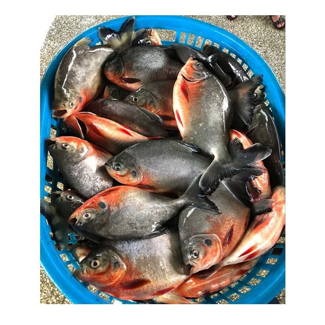 Замороженная рыба от поставщика свежий красный помад красная