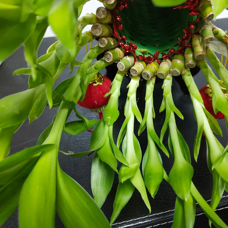 
heart shape lucky bamboo dracaena sanderiana air bonsai tree indoor ornamental aquatic plants nursery garden decoration 