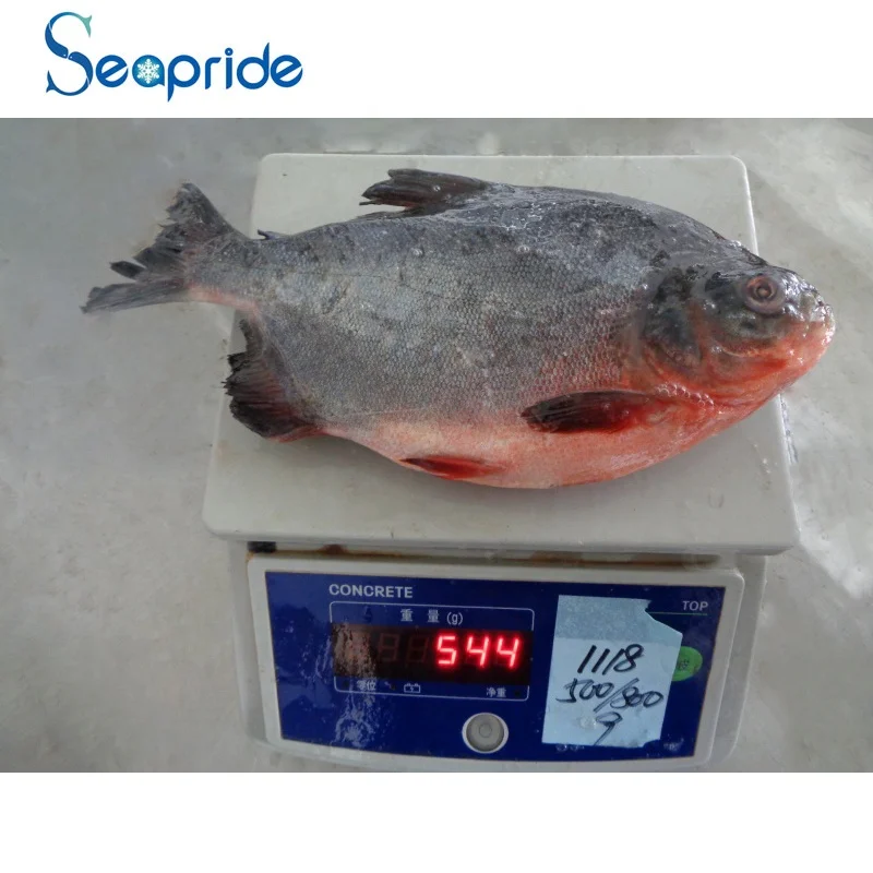 frozen silver pomfret