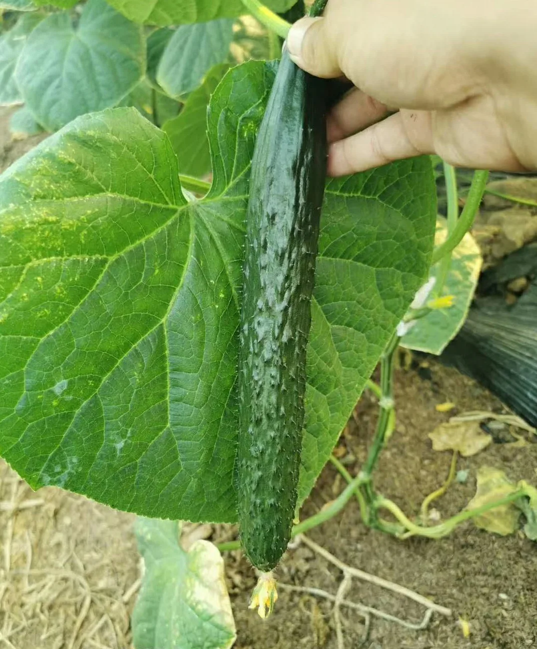 Chinese new-bred cucumber hybrid seeds SXC No.1