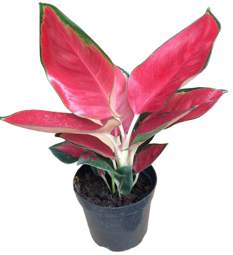 Низкая цена, оптовая продажа, декоративный бонсай Aglaonema Suksom jiapong East red dong fang hong