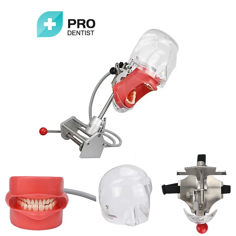 Dental Simulator Nissin Manikin Phantom Head Dental Phantom Head Model Bench Mount for Dentist Education