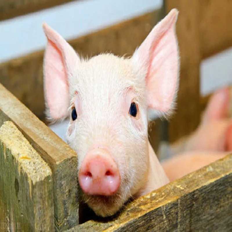 Nifuroxazide High Anti-bacterial Activity Animal Feed Additive Prevention Diarrhea CAS 965-52-6 for Livestock Pig