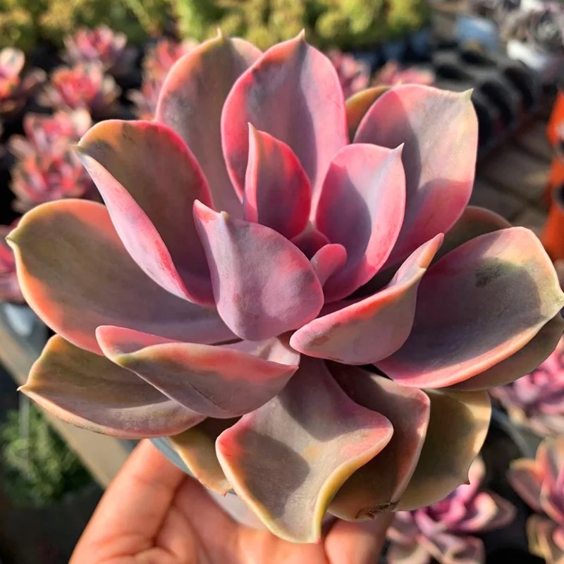  Оптовая продажа радужные красивые декоративные живые растения Echeveria по низкой цене настоящие суккуленты