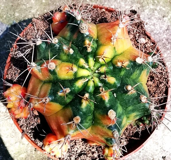 
Low price natural beauty real plant cactus gymnocalycium mihanovichii variegata for sale 