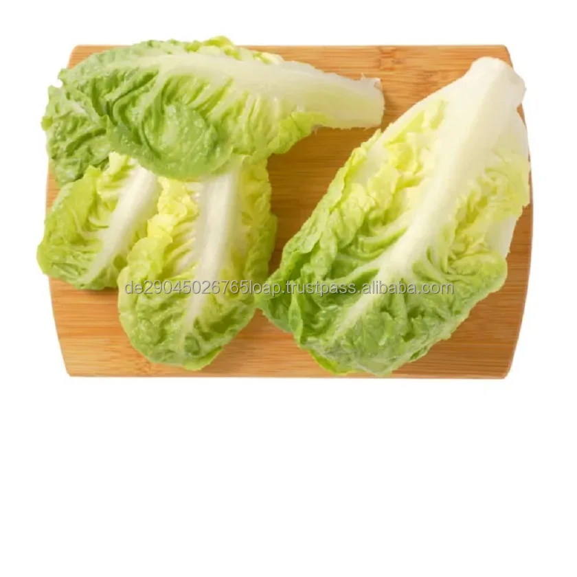 Shandong Fresh Vegetables Green Round Cabbage for Sale