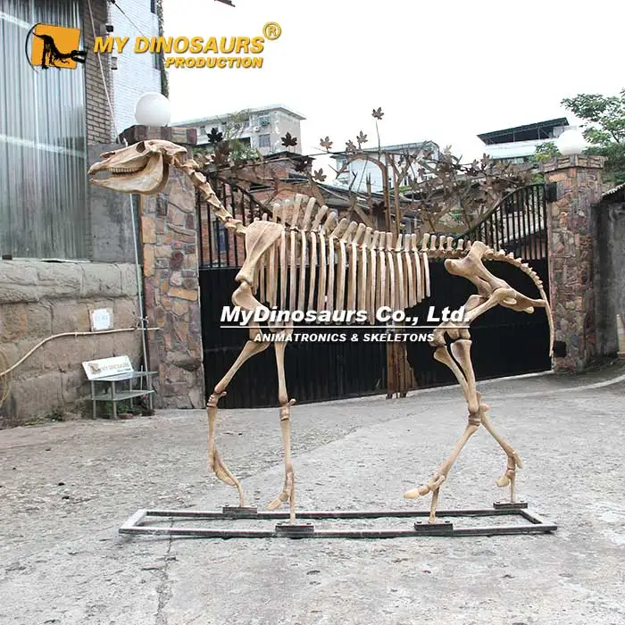 Z MY DINO AS-036 Museum Fossil Skeleton Smilodon Animal Skeleton