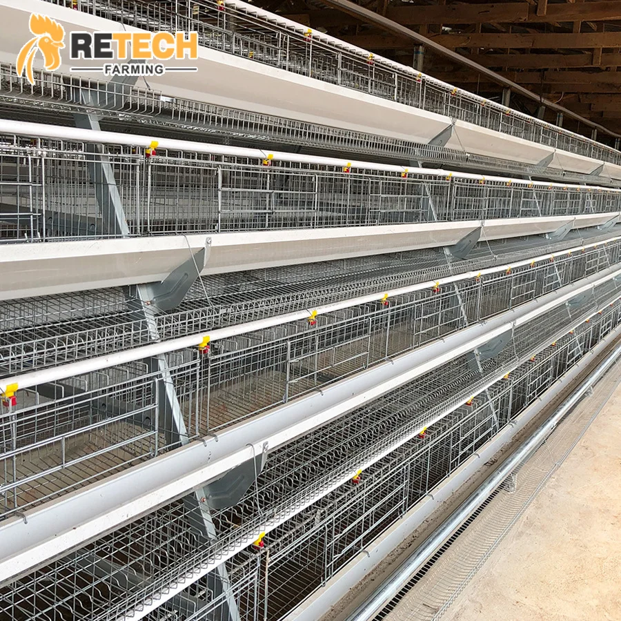 Автоматический укладкчик курицы птицефабрика оборудование для