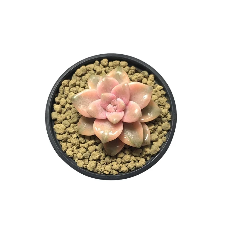 
assorted succulent wholesale table standplants rare succulents live suitable for all kinds of decoration 