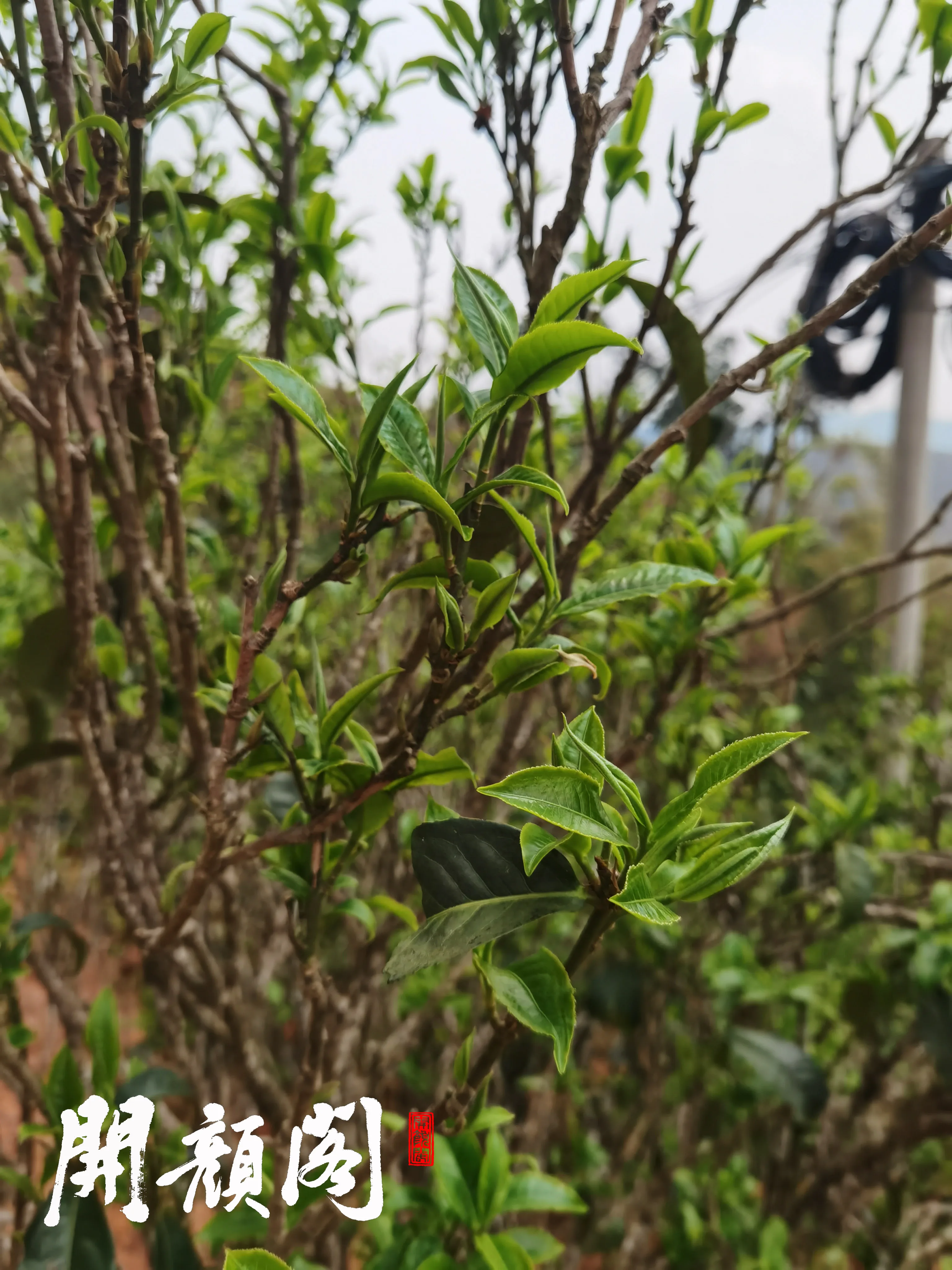 KAIYANGE Wholesale Bulk RAW PUER TEA Chinese YUNNAN Alpine Organic Ancient Tree DARK TEA BLUE TEA