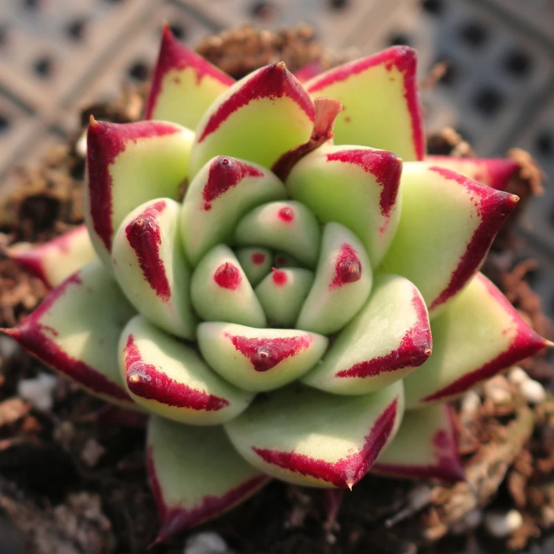 
Live Succulent Plants Echeveria Yellow Ebony Ornamental Plant Garden Decor for Nursery Real Natural Indoor Plant 