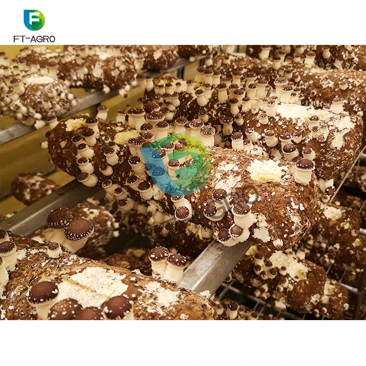 High Quality Light Deprivation PO Film Greenhouse for Mushroom Growing