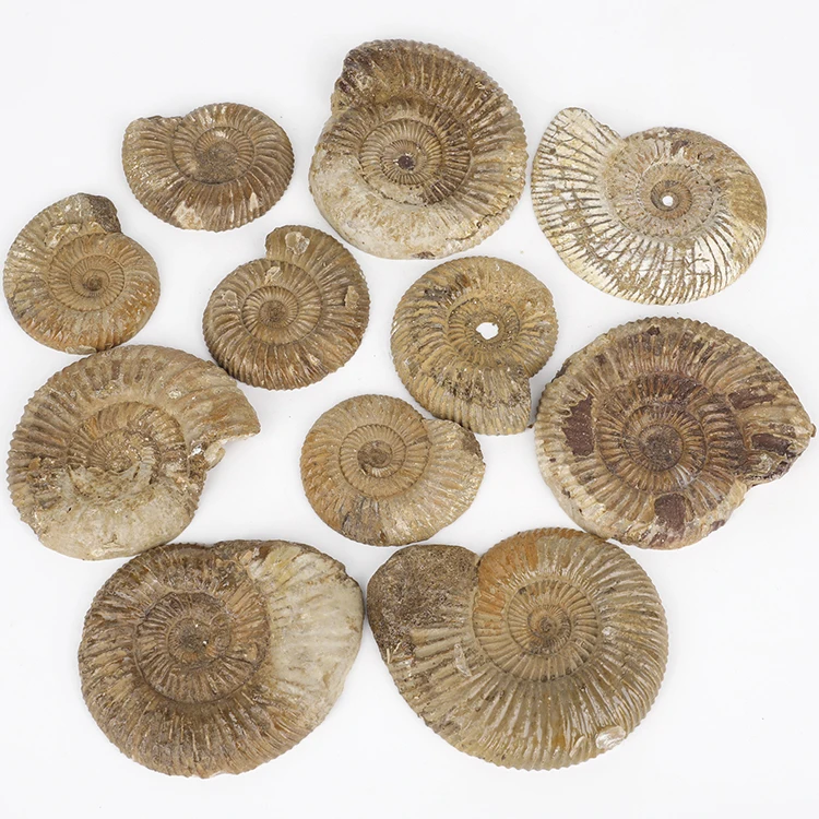 Wholesale 6-8cm Half-cut Large Ammonite Fossil Antique Fossils for Sale