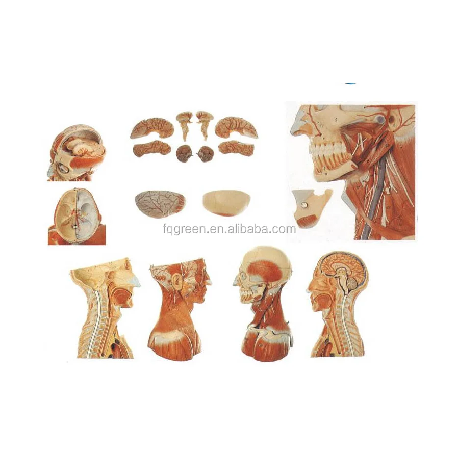Medical professional human anatomy, head and neck vascular neuroencephalon model