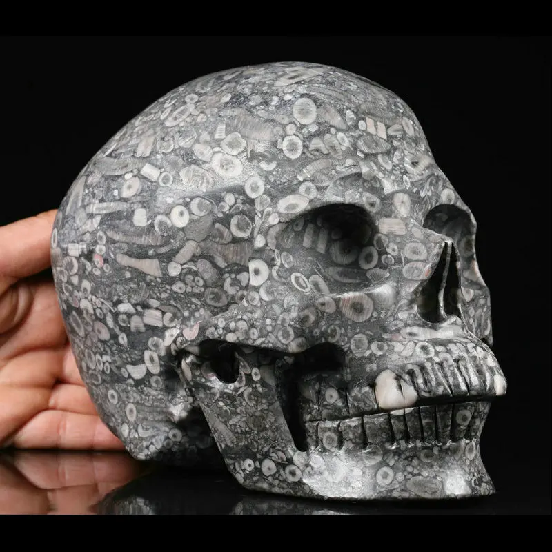 Mr skull life size crystal skulls Crinoid skulls sculpture
