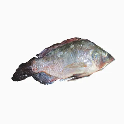 Cheap fresh alive quick-frozen fish tilapia frozen black tilapia whole fish