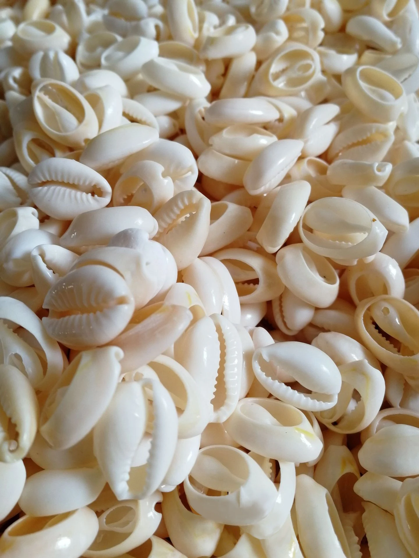 
Bohemia natural decorative jewelry accessories charms sea shell conch cowrie shells 