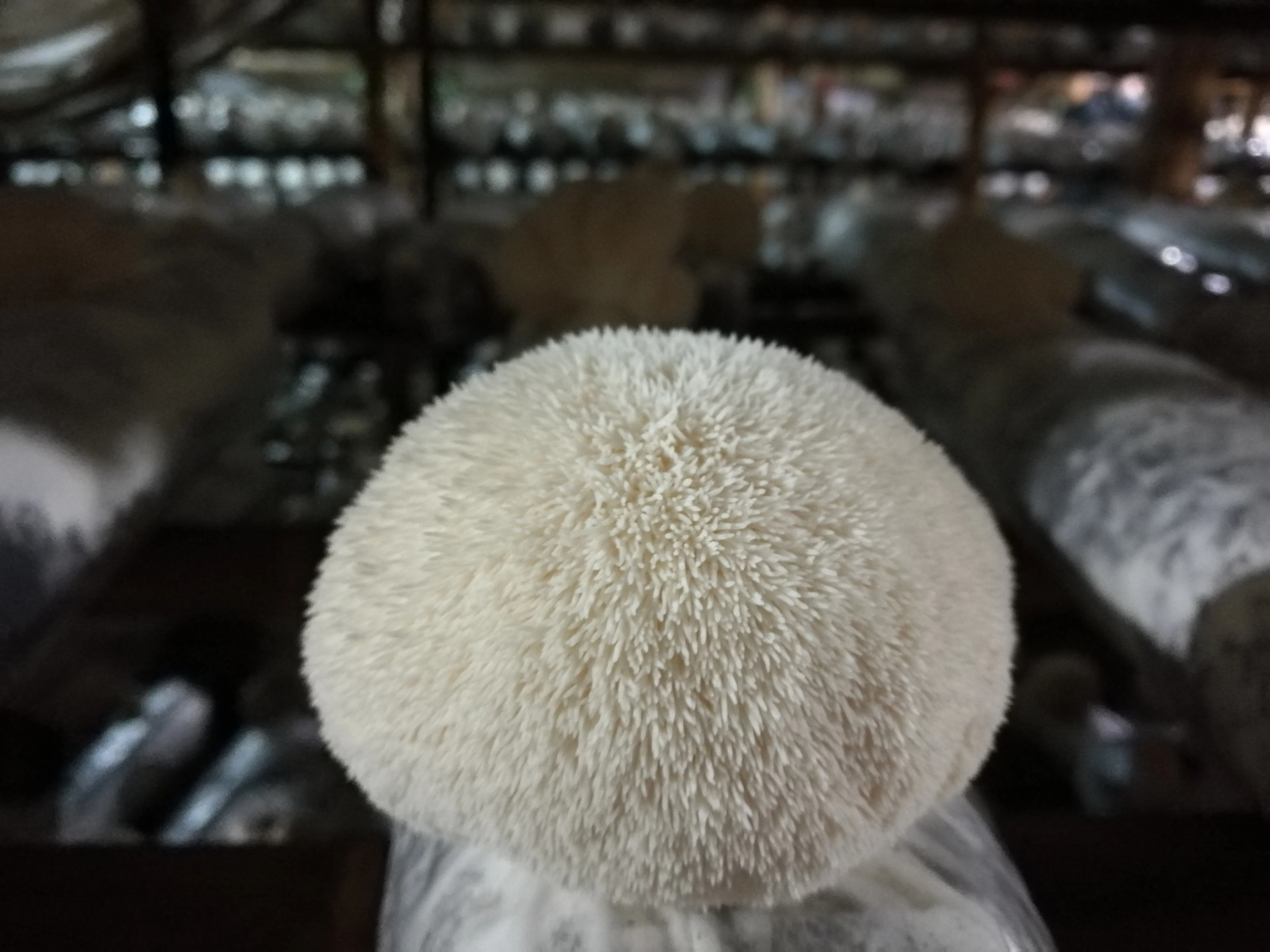 Органический натуральный экстракт Львиной гривы