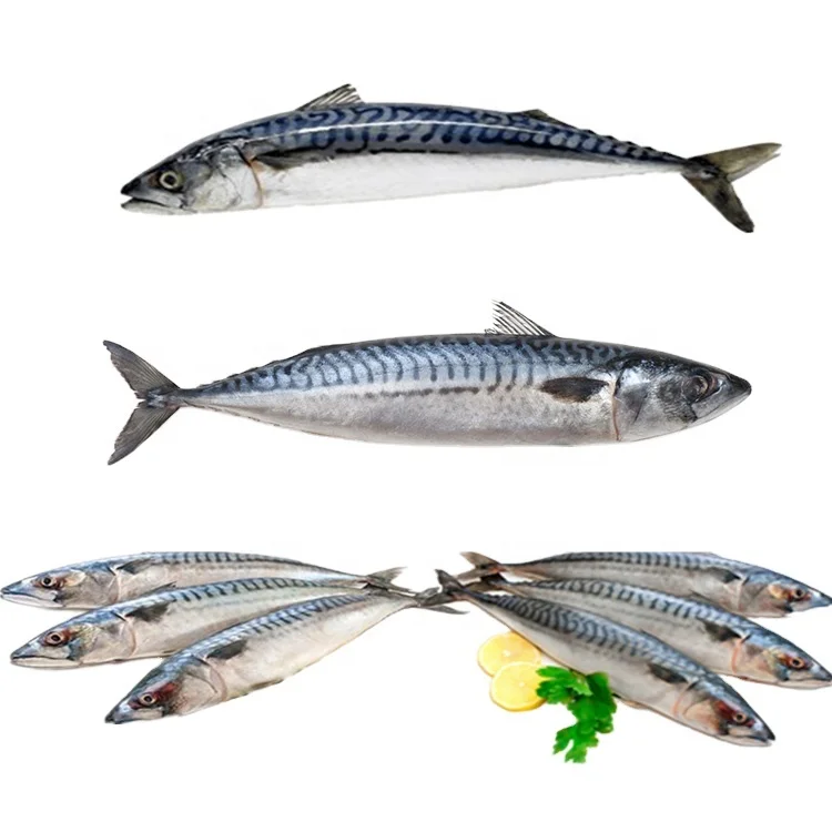 Cheap Price Mackerel for can processing High Quality frozen fish