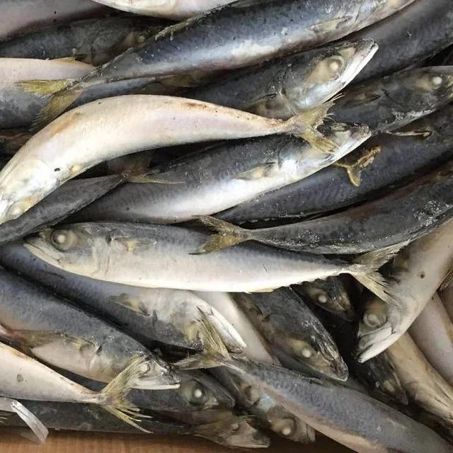  Горячая Распродажа замороженная Тихоокеанская скумбрия