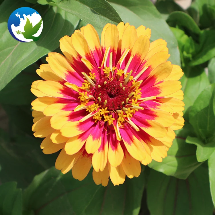 High germination Summer Flower Zinnia Elegans plants flower for garden