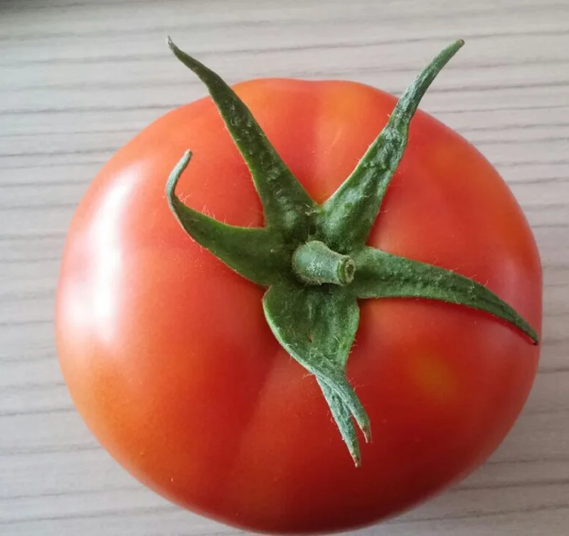 T09 Jida stronger TYLCV resistant ability hybrid tomato seeds for sale