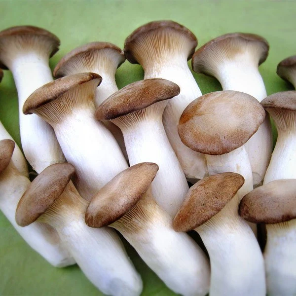 
Bottled plant king oyster mushroom 