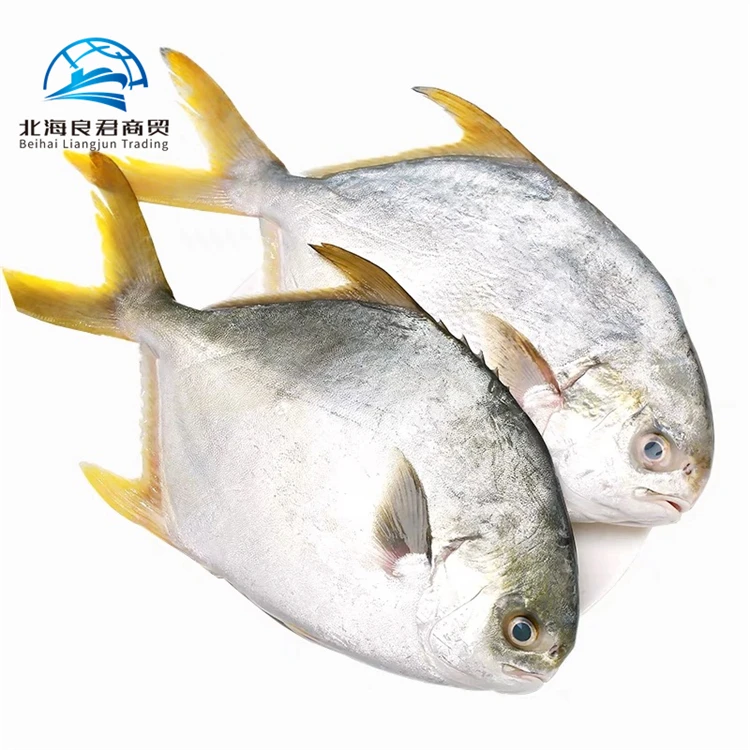 Chinese low price high quality delicious seafood frozen whole live Golden Pomfret fish for sale