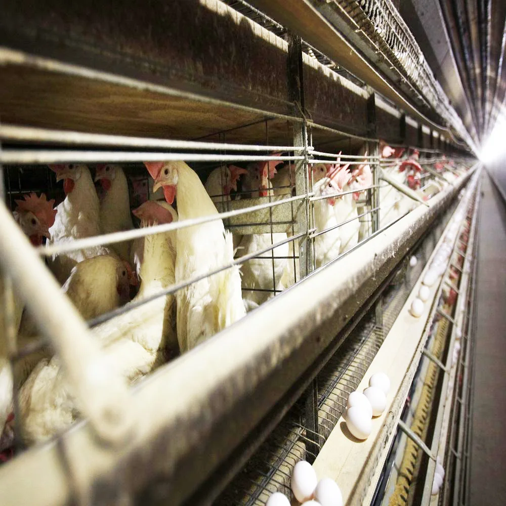 Hot Sale Modern Design H  Type Layer Birds Cages for Big Birds